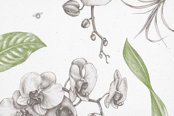 Verpackung von Your Natural Orchid